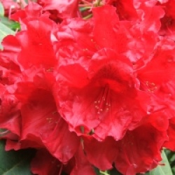 Rhododendron 'Halfdan Lem'