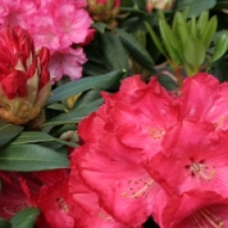 Rhododendron 'Halfdan Lem'