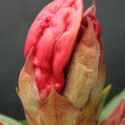 Rhododendron 'Jingle Bells'