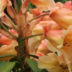 Rhododendron 'Jingle Bells' - Rhododendron Jingle Bells