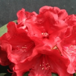 Rhododendron Melville