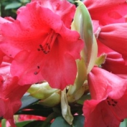 Rhododendron 'Melville'