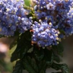 Ceanothus 'Blue Mound'