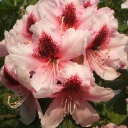 Rhododendron 'Mrs G.W Leak'