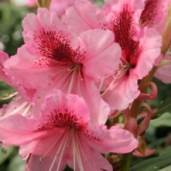 Rhododendron 'Mrs G.W Leak'