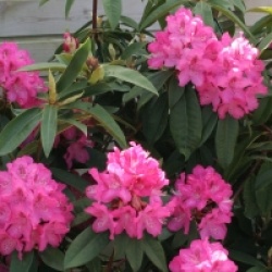 Rhododendron 'Souvenir de J. Broughton' - Rhododendron Souvenir de J. Broughton