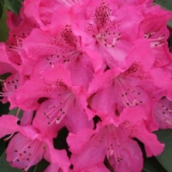 Rhododendron 'Souvenir de J. Broughton'