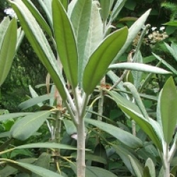 Rhododendron rex