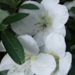 Rhododendron 'Dai Setsu Zan'