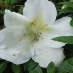 Rhododendron 'Haru No Sono' - Azal�e japonaise Haru No Sono
