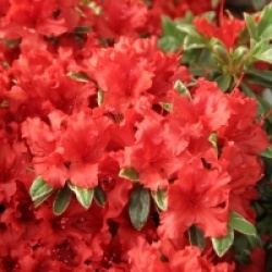 Rhododendron 'Hot Shot' - Azal�e japonaise Hot Shot
