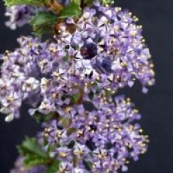 Ceanothus 'Blue Jeans'