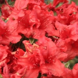 Rhododendron 'Hot Shot'