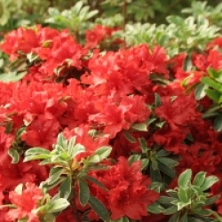 Rhododendron 'Hot Shot'