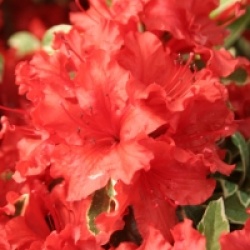 Rhododendron 'Hot Shot'