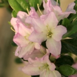 Rhododendron x kurume 'Irohayama'
