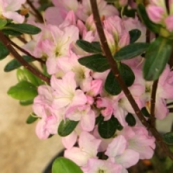 Rhododendron x kurume 'Irohayama'