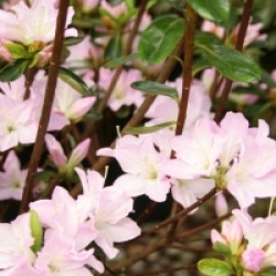 Rhododendron x kurume 'Irohayama'