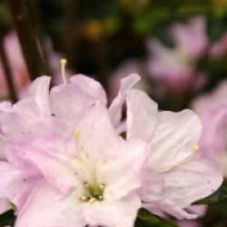 Rhododendron x kurume 'Irohayama'