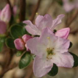 Rhododendron x kurume 'Irohayama'