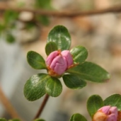 Rhododendron x kurume 'Irohayama'