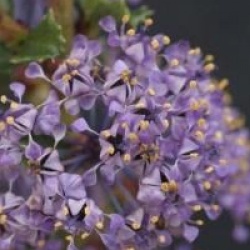 Ceanothus 'Blue Jeans'