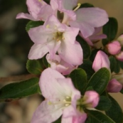 Rhododendron x kurume 'Irohayama'