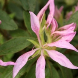 Rhododendron 'Koromo-shikibu'  - Azal�e persistante Koromo-shikibu
