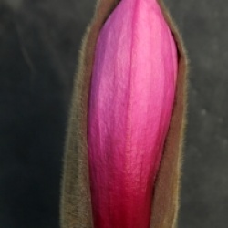 Magnolia 'Apollo' - Magnolia Apollo