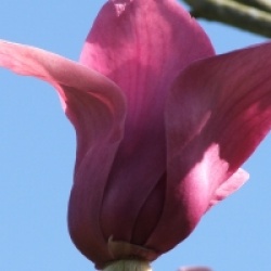 Magnolia 'Apollo'