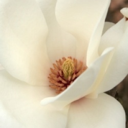 Magnolia x soulangeana 'Lennei Alba'