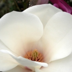 Magnolia x soulangeana 'Lennei Alba'