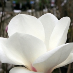 Magnolia x soulangeana 'Lennei Alba'