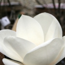 Magnolia x soulangeana 'Lennei Alba'