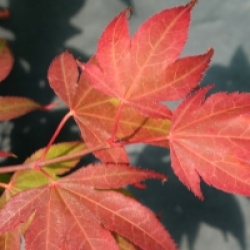 Acer palmatum 'Tsuma-gaki'