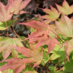 Acer palmatum 'Tsuma-gaki'