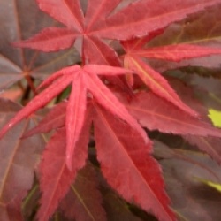 Acer palmatum 'Yezo-nishiki'