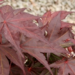 �rable du Japon Yezo-nishiki