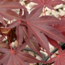 Acer palmatum 'Yezo-nishiki'