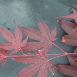 Acer palmatum 'Yezo-nishiki'