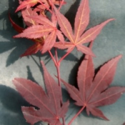 Acer palmatum 'Yezo-nishiki'