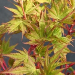 �rable du Japon Winter Flame