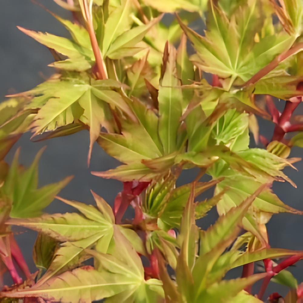 Acer palmatum 'Winter Flame' - �rable du Japon Winter Flame