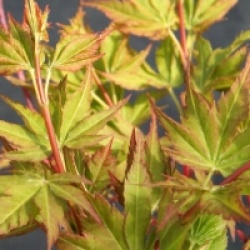 Acer palmatum 'Winter Flame'