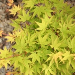 Acer palmatum 'Winter Flame'