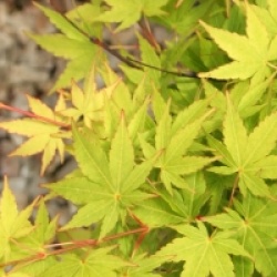 Acer palmatum 'Winter Flame'