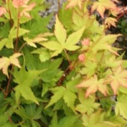 Acer palmatum 'Winter Flame'