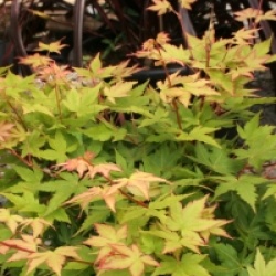 Acer palmatum 'Winter Flame'