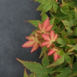 Acer palmatum 'Winter Flame'