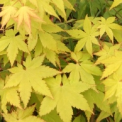 Acer palmatum 'Summer Gold' - �rable du Japon Summer Gold